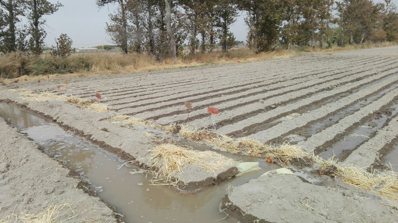 Whispers of the Soil